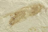 Eocene Fossil Grasshopper (Caelifera) - Green River Formation #368759-2